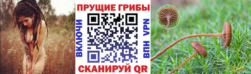 Псилоцибиновые грибы Magic Shrooms  Купить закладки  Кашин 